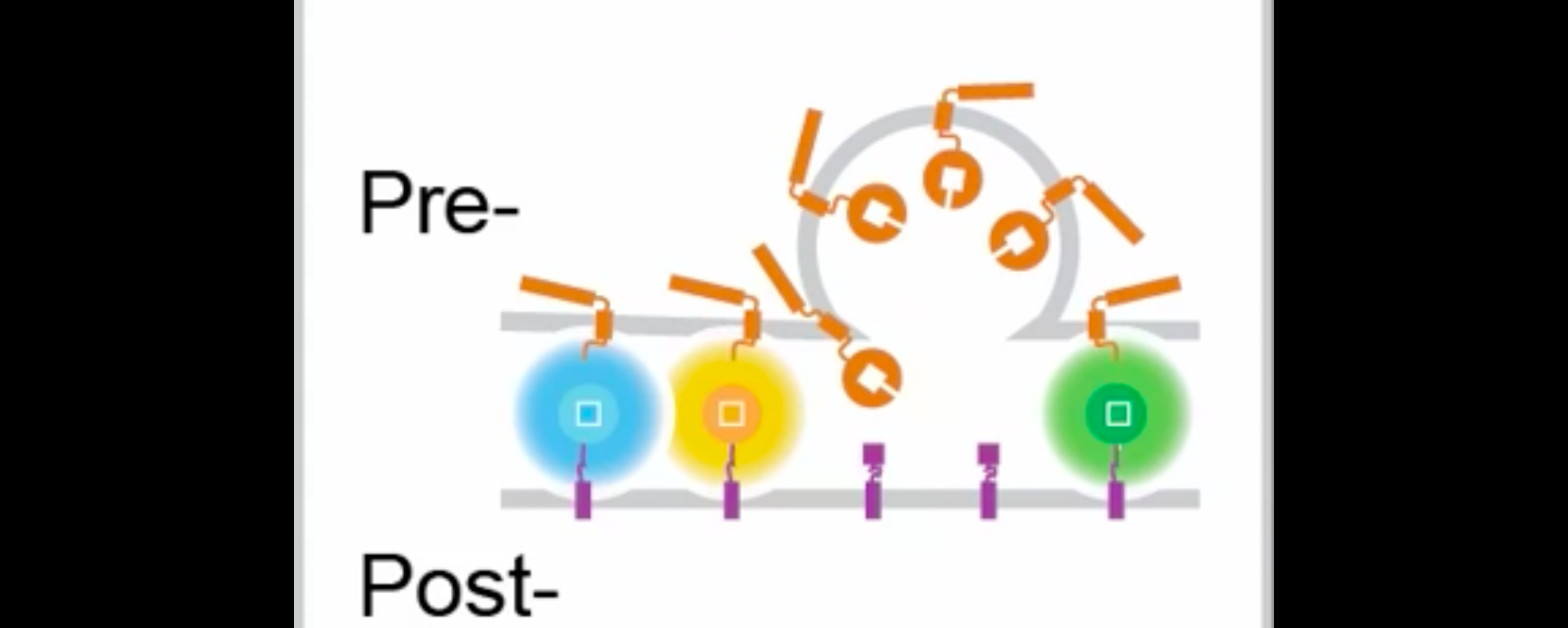 Colorer les synapses