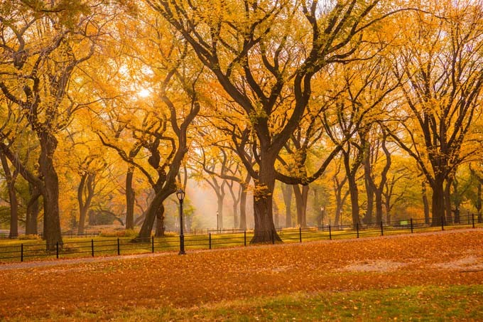 Central Park