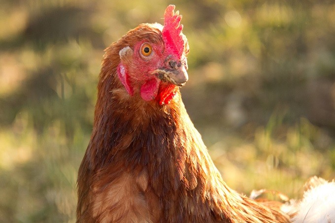 Poule