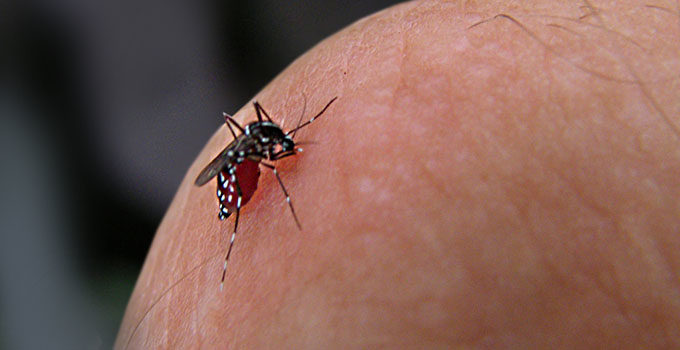 Moustique dengue