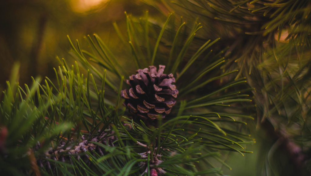 Sapin