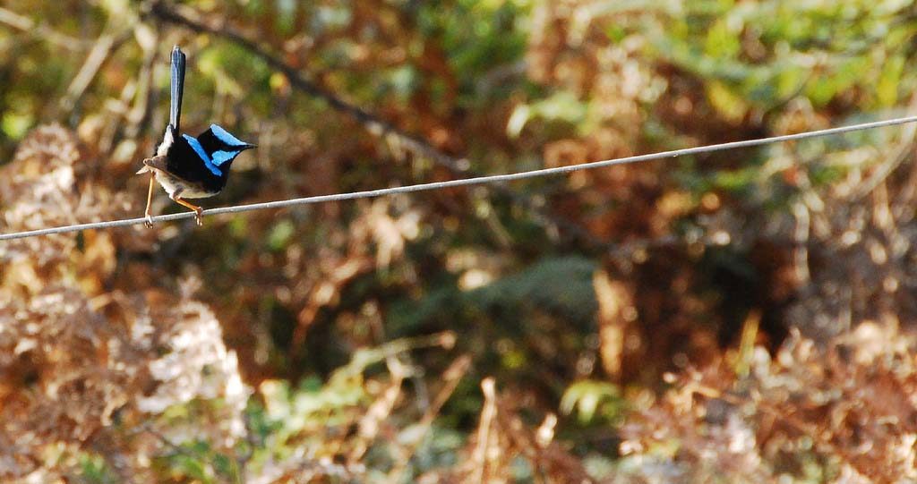 Oiseau câble corde fil