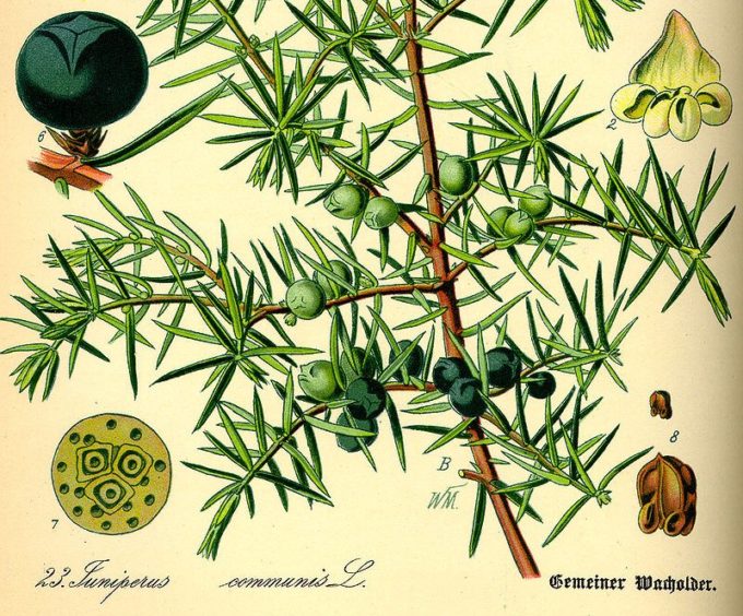 Juniperus Communis