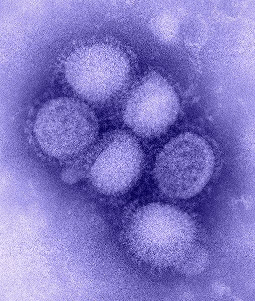 Hadopi, un projet de loi néfaste en cas de pandémie grippale ?