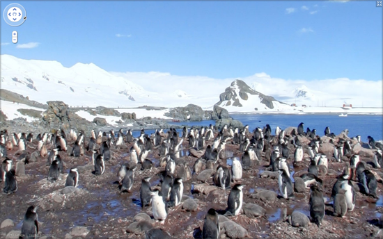 Street View arrive en Antarctique. La vie privée des manchots exposée !