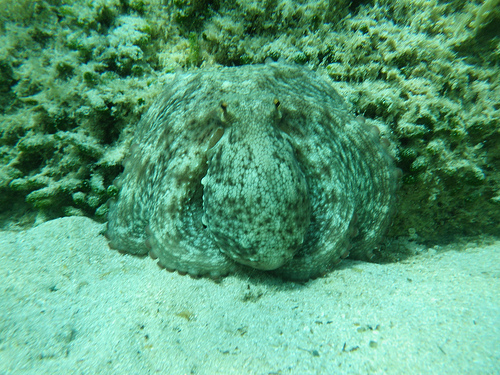 Snorkeling Nichiaretto - Calvi Corse (2)