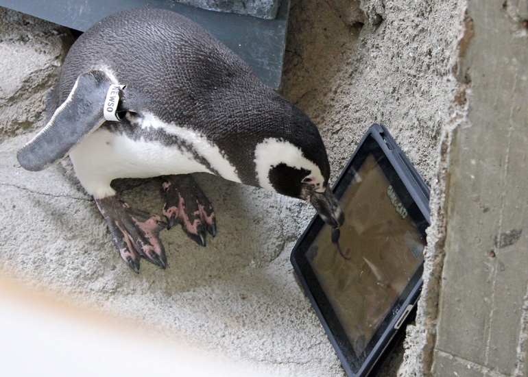Le pingouin joue sur un iPad
