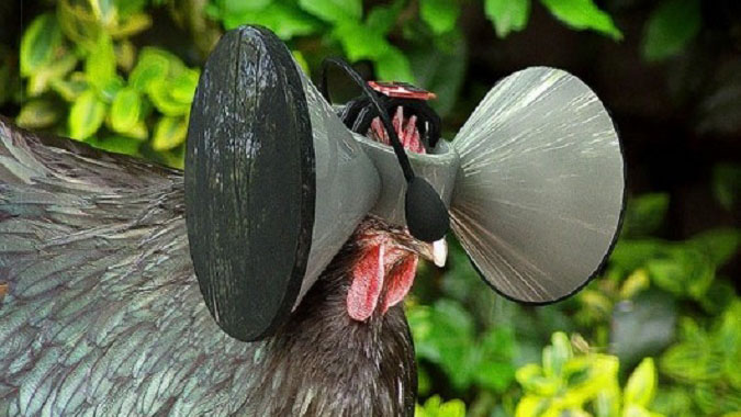 La réalité virtuelle pour faire croire aux poulets qu&rsquo;ils sont élevés en plein air