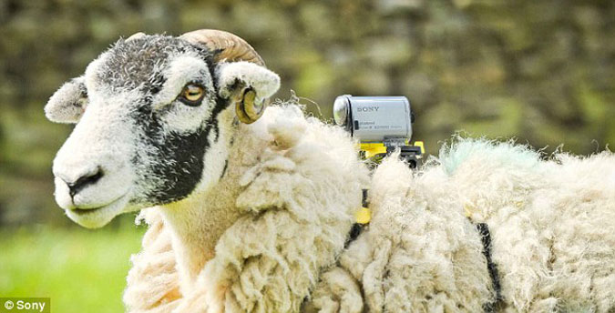 Des moutons pour filmer le Tour de France