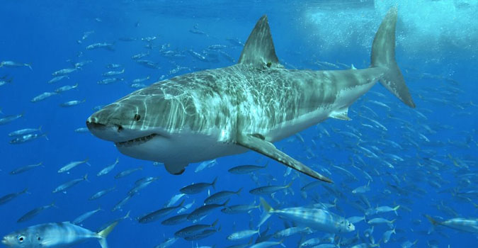 Google veut protéger Internet des attaques de requins