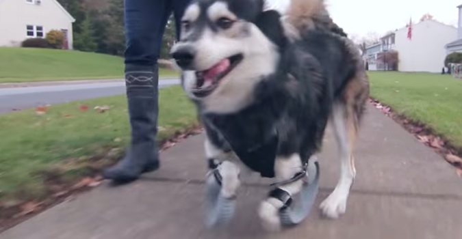Un chien peut enfin courir grâce à l&rsquo;impression 3D