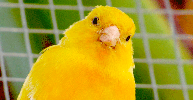 La Loi Renseignement interdit-elle les « warrant canaries » ?