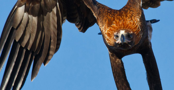 Quand un aigle d&rsquo;Australie abat un drone en plein vol