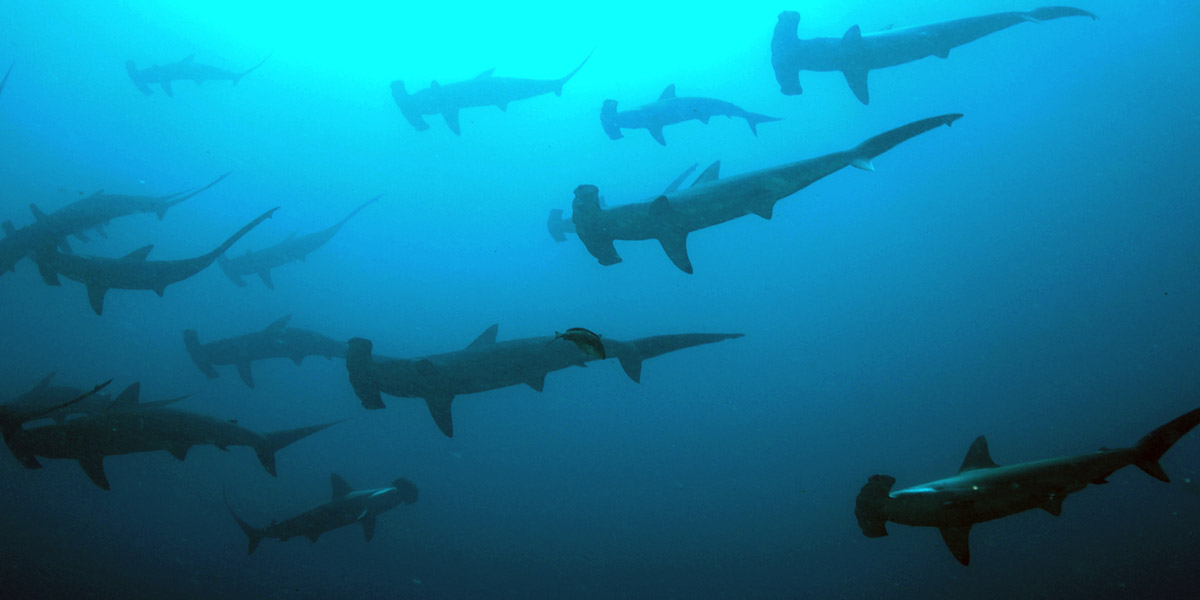 L&rsquo;Australie veut des drones pour détecter les requins