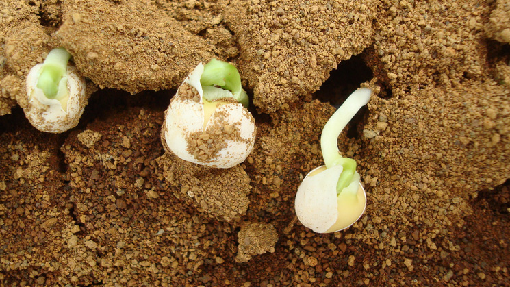 Des légumes poussant sur un sol marsien simulé.