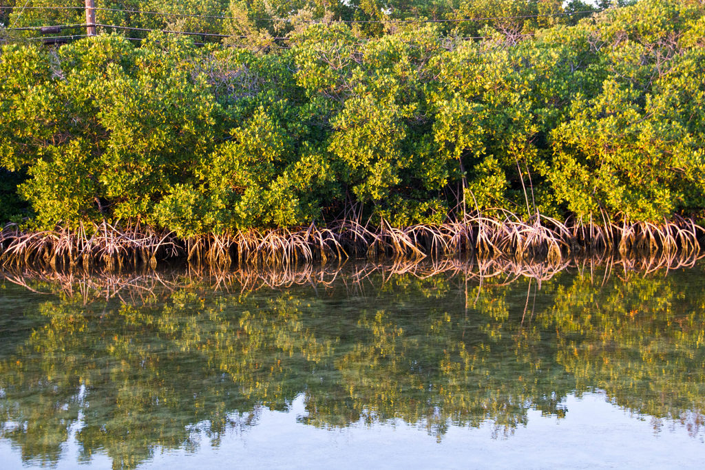 Mangrove de Key West, CC Janelle