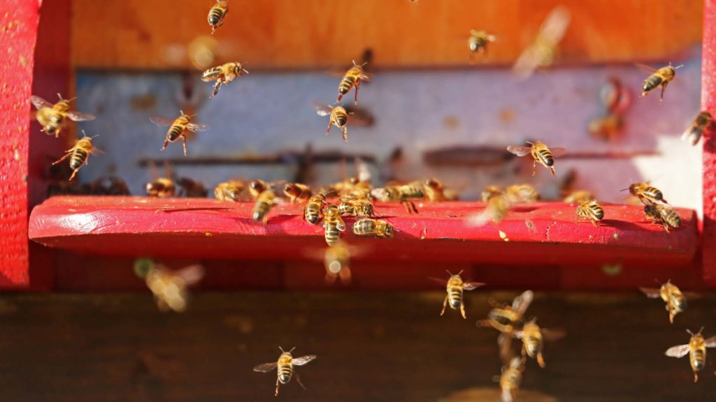 abeille-insecte-ruche