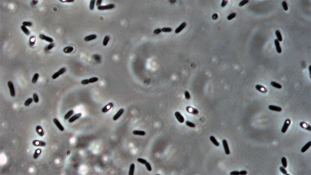 solibacillus-kalamii