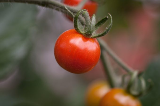 plante-tomate