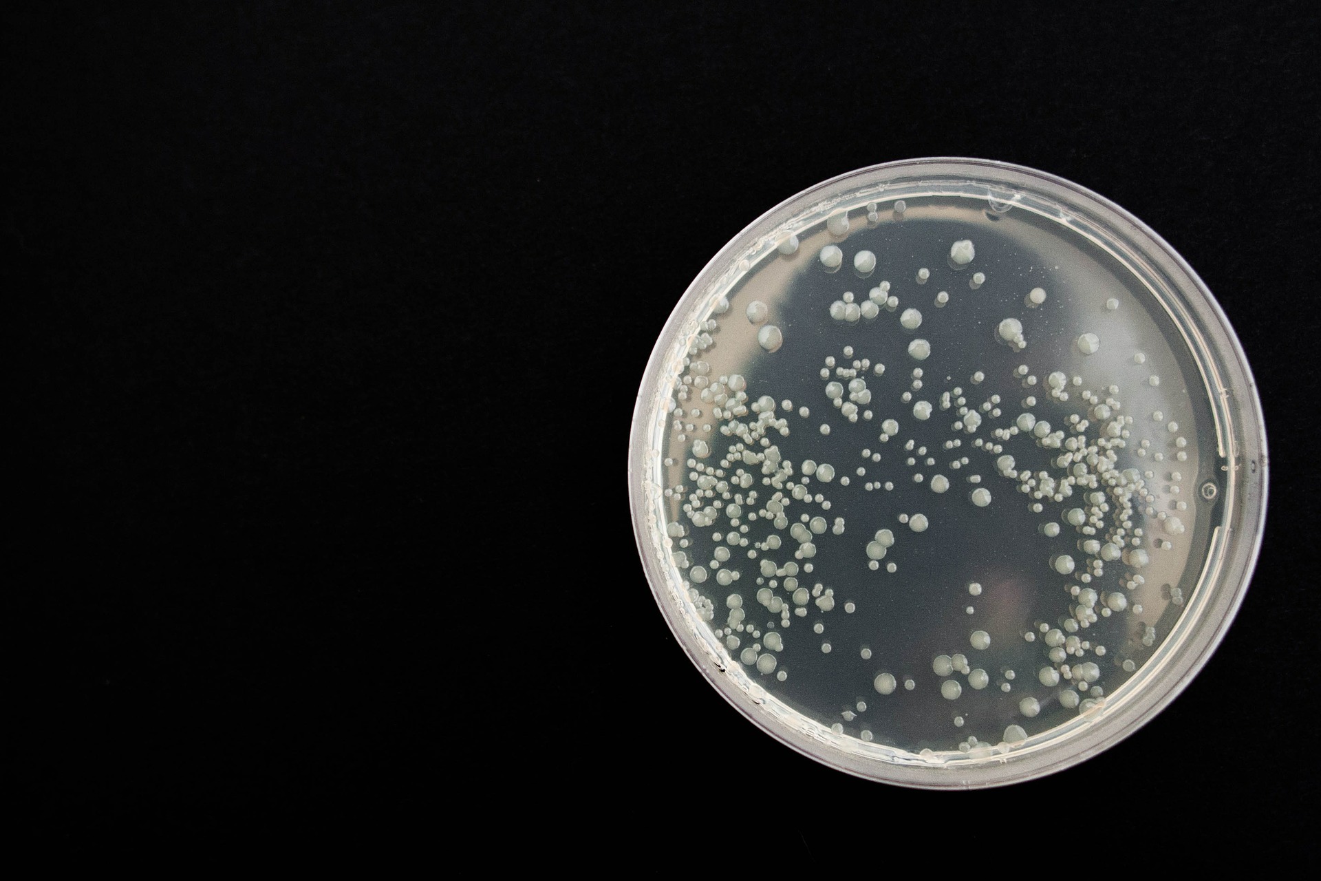 La bactérie E.coli pourrait emprisonner les émissions de ...