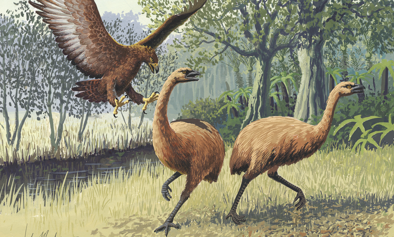 Le Plus Gros Oiseau Du Monde Pesait Plus Dune Demi Tonne Et