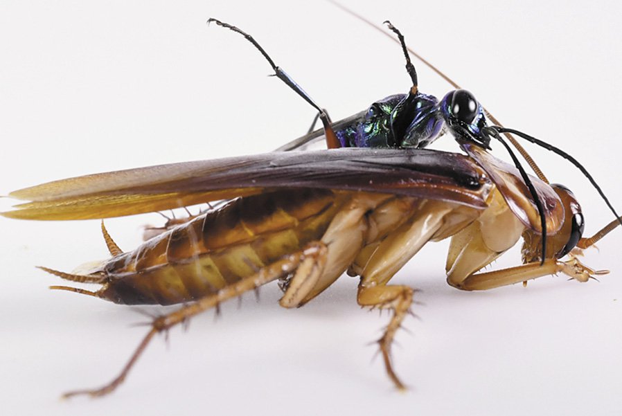 Quels sont les insectes qui ressemblent aux cafards ?