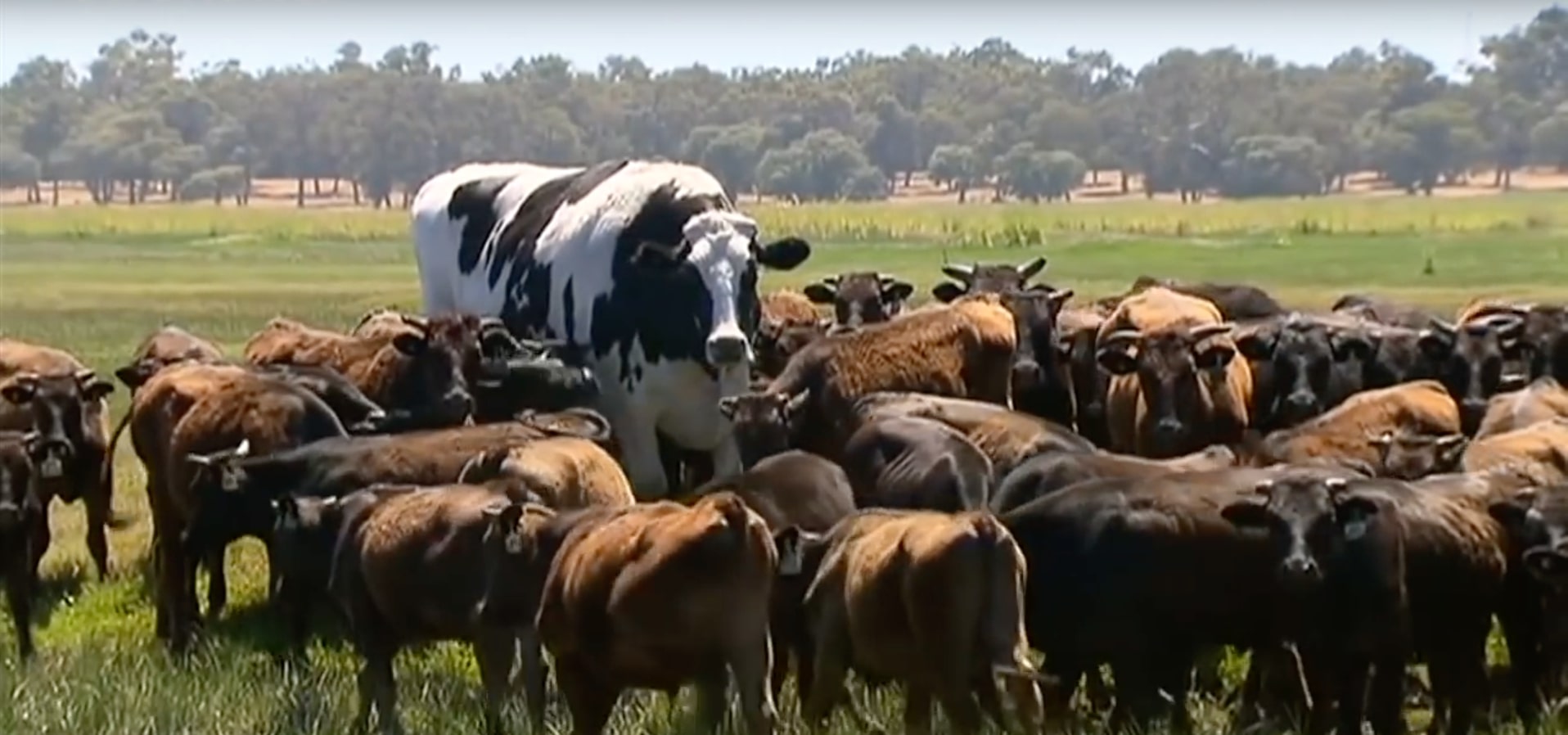knickers vache géante
