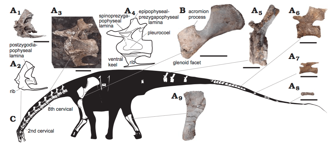 Ce dinosaure a le plus long cou jamais découvert : 6 fois celui d'une  girafe - Numerama