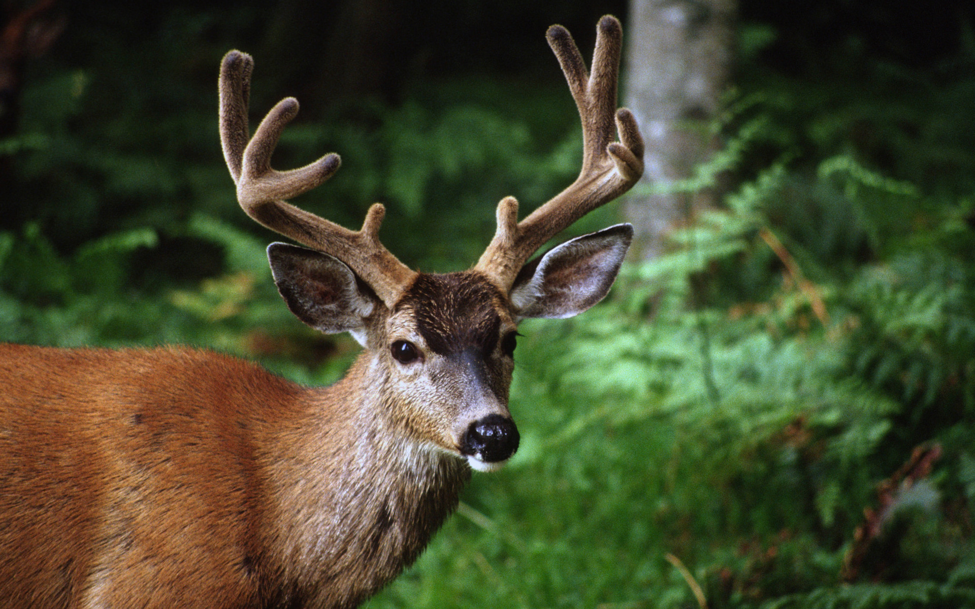 D'où vient cette histoire de cerfs « zombies » qui terrorise les États