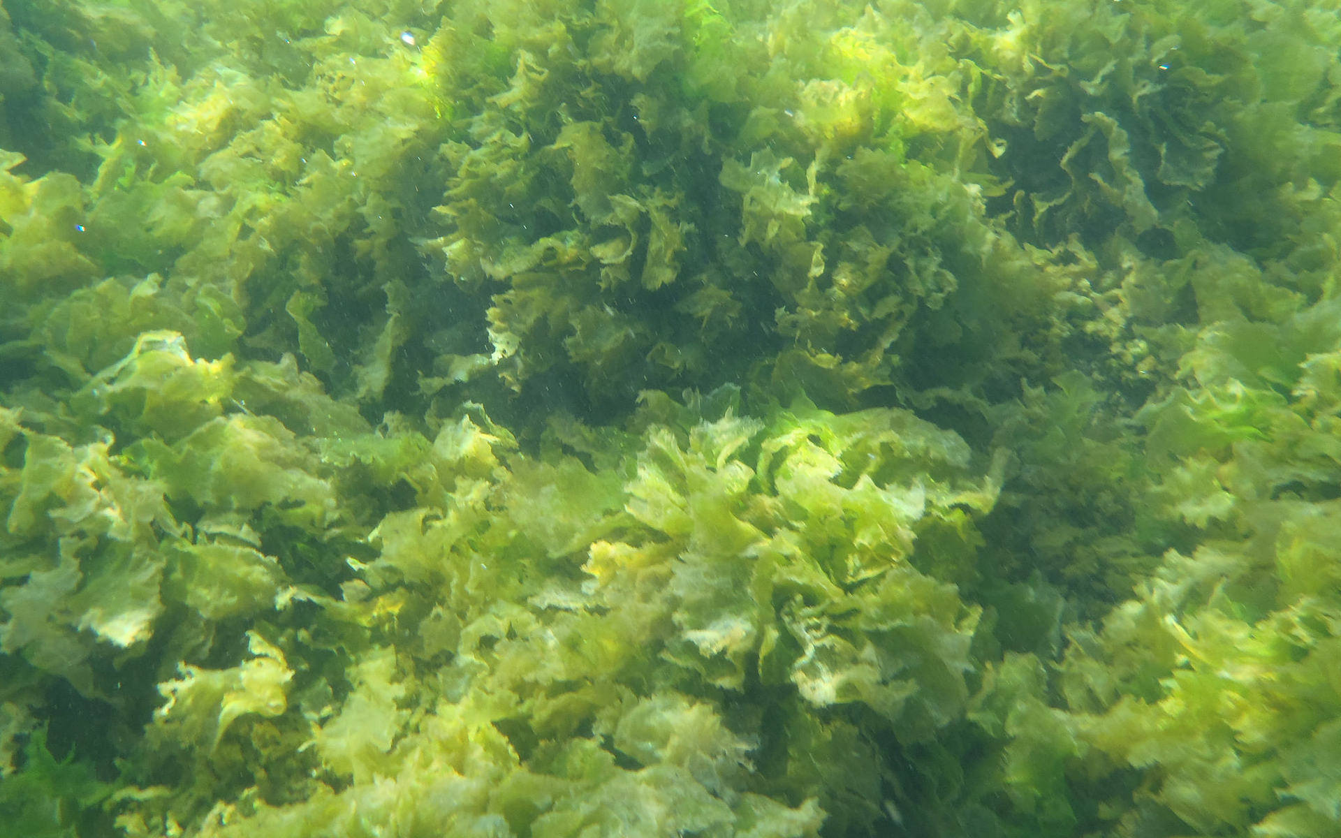 Запах водорослей. Фитопланктон водоросли. Chlorophyta фитопланктон. Фитопланктон и ламинарии. Планктонные водоросли спирулина.
