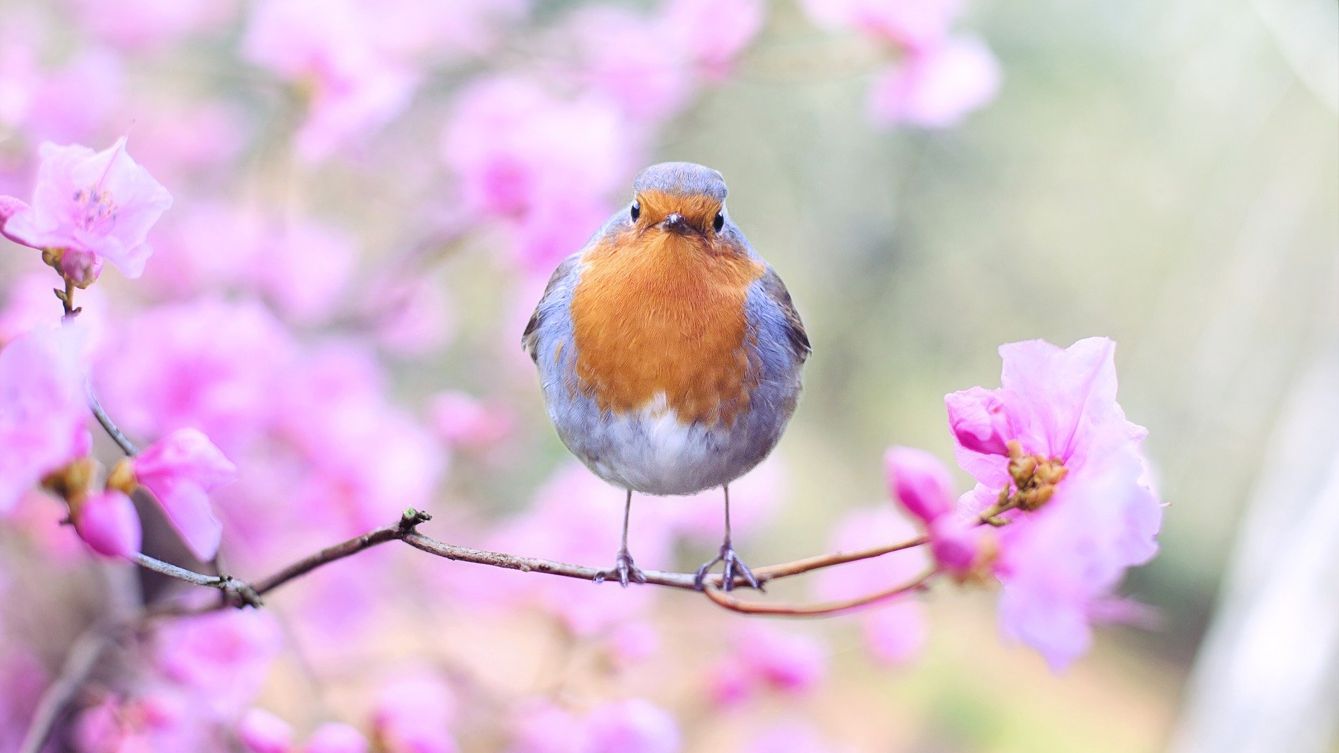 https://www.numerama.com/content/uploads/2019/03/oiseau-printemps-nature.jpg
