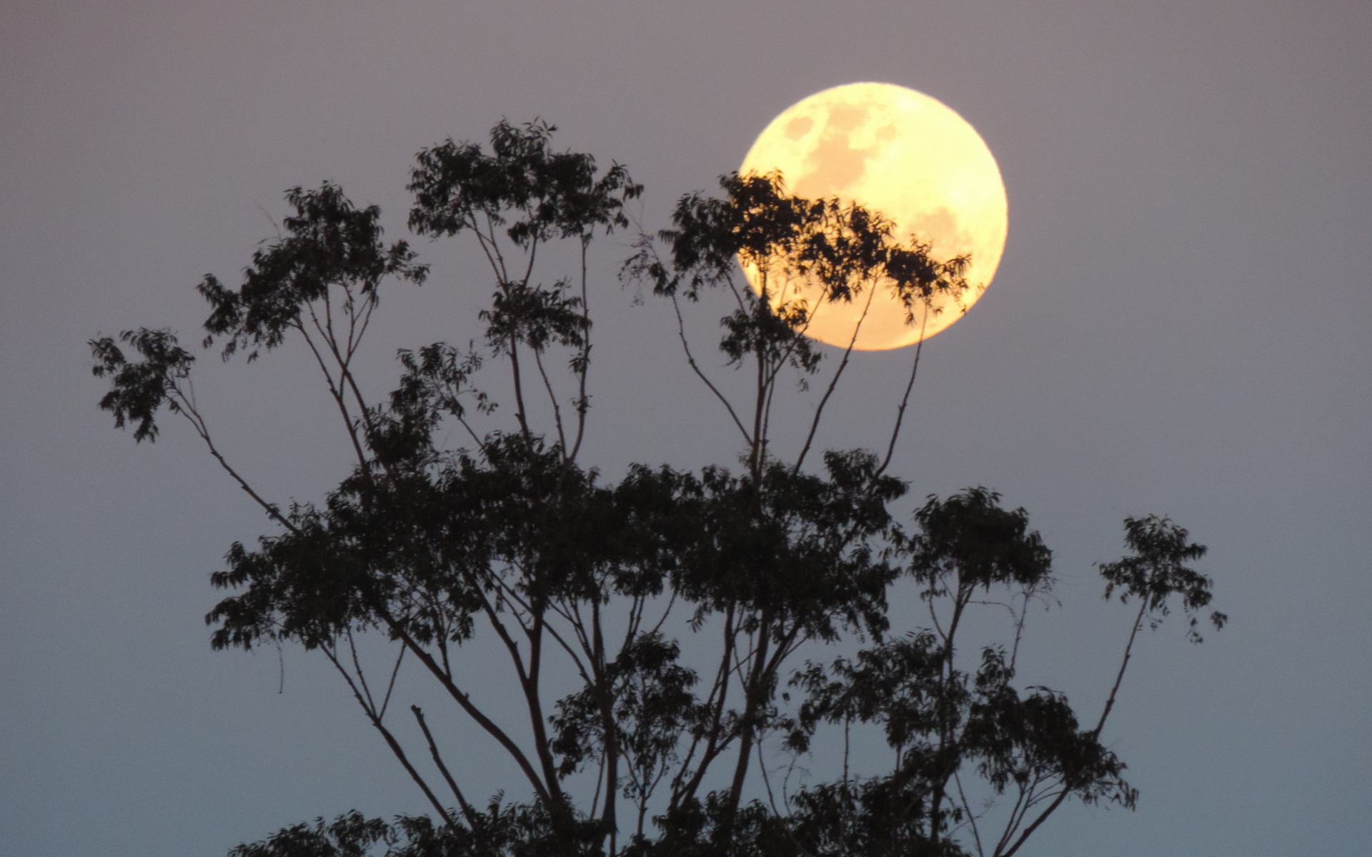 Comment Observer La Troisième Super Lune De 2019 Ce 21