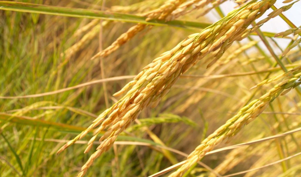 rice riz céréale