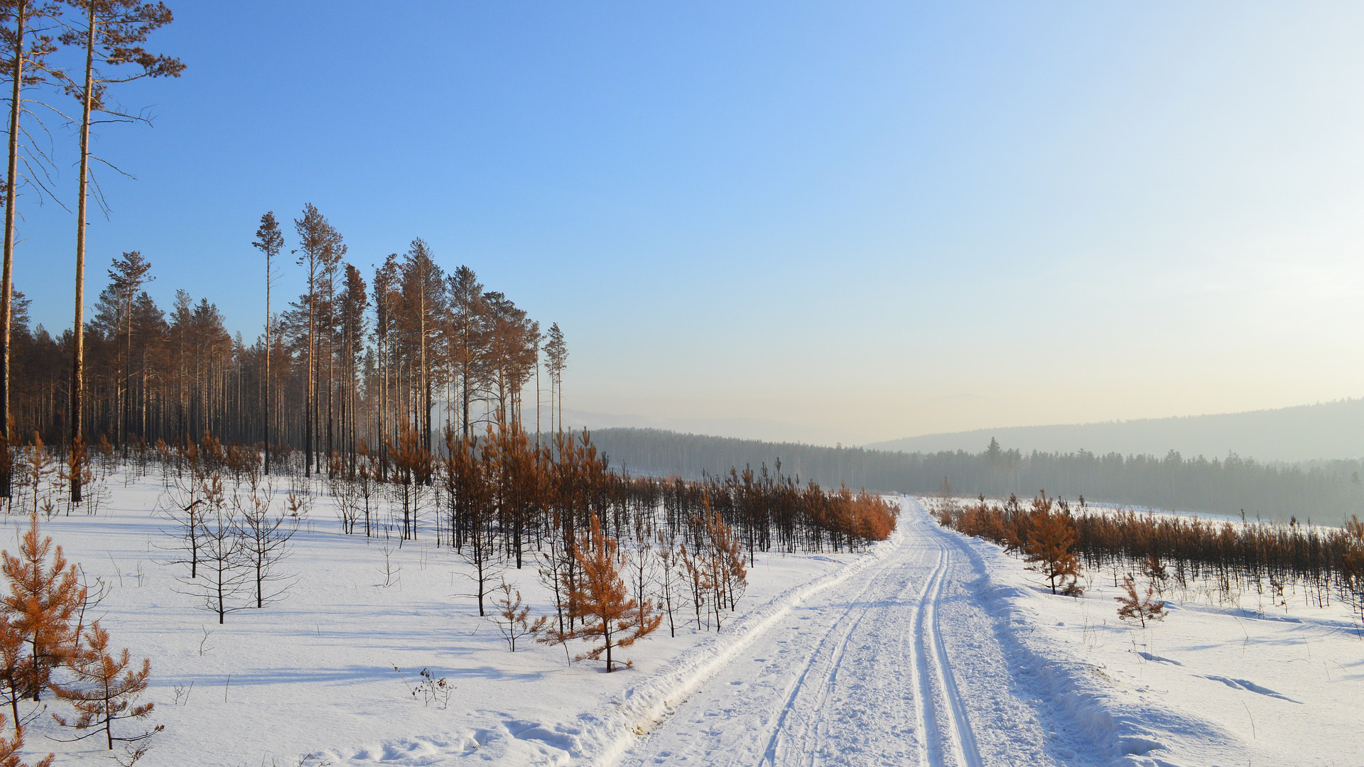 Dans Les Forêts De Sibérie Papystreaming À cause du changement climatique, la Sibérie sera plus facilement