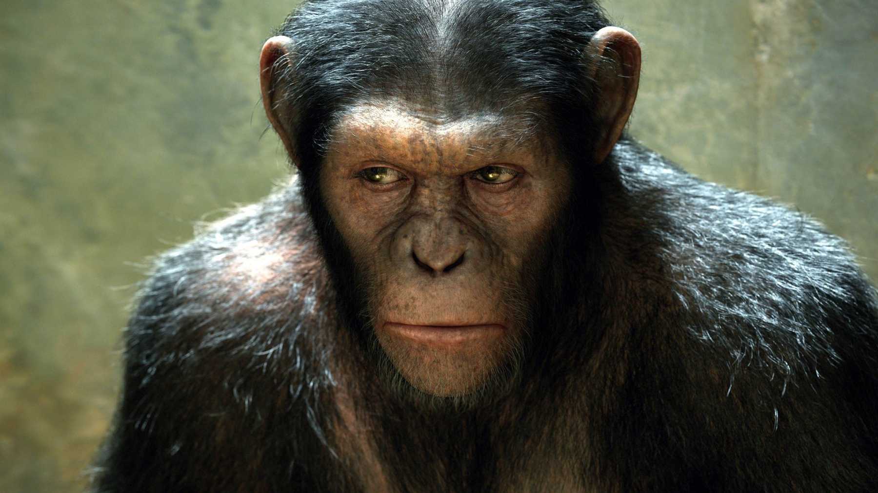 [Jeu] Suite d'images !  - Page 30 Planetoftheapes