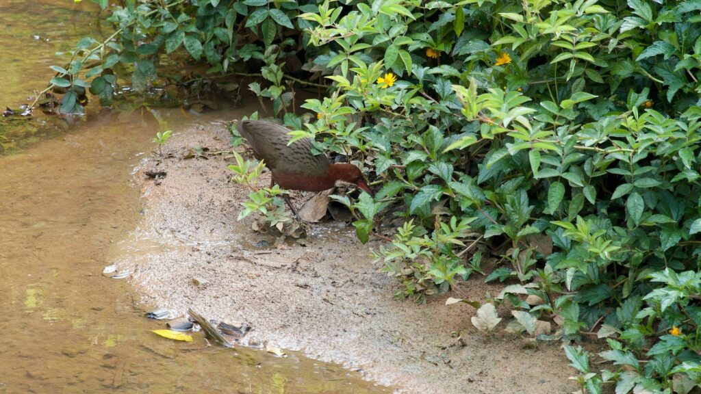 throated_rail_madagascar