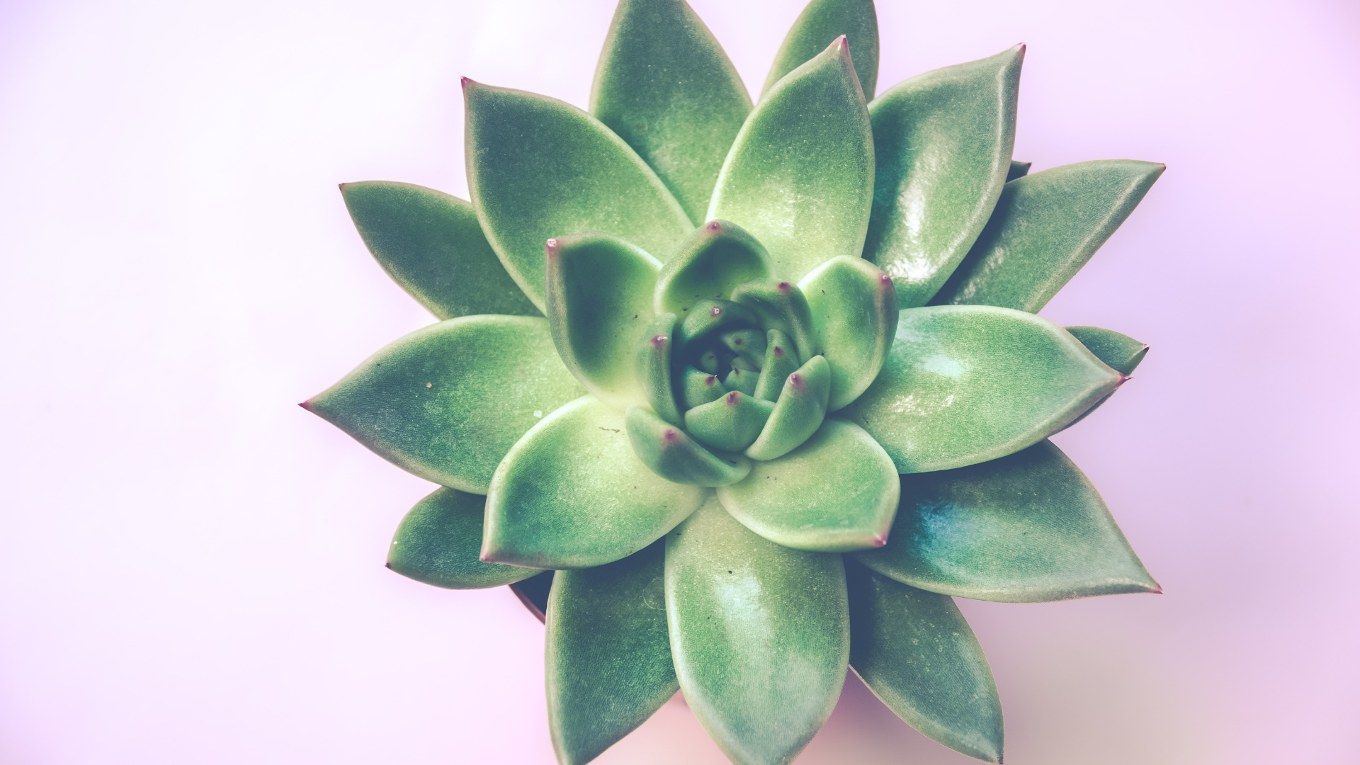 Pourquoi les plantes sont-elles vertes