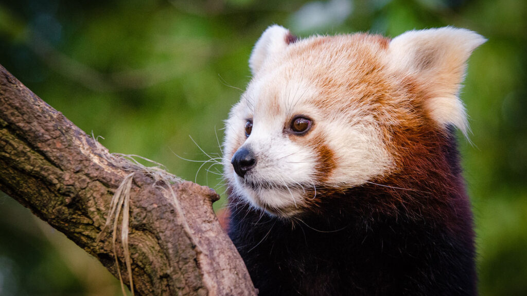 Red panda