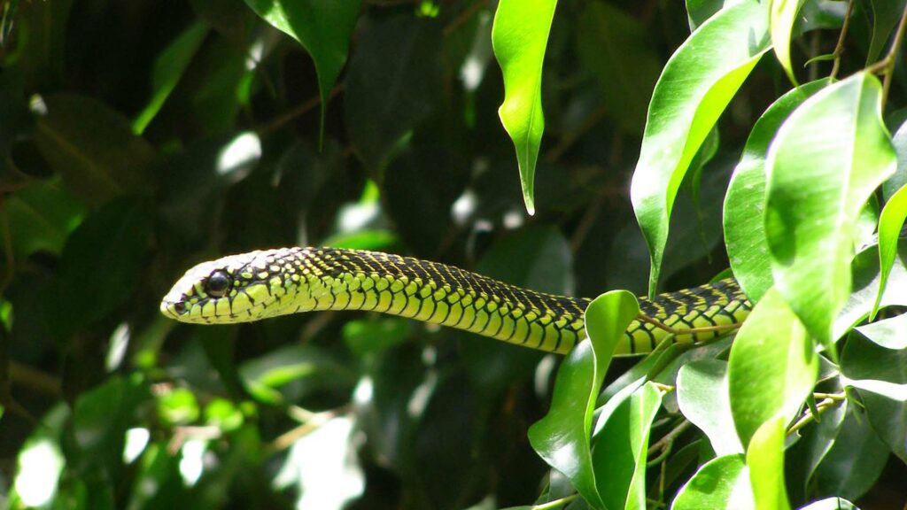 Boomslang serpent