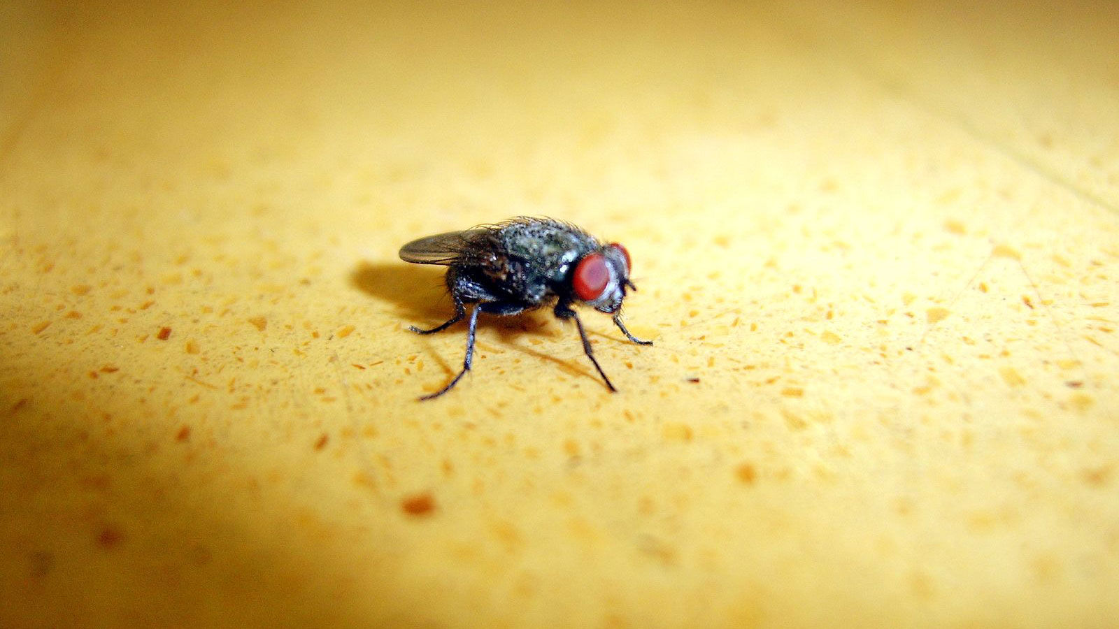 Где живут мухи. Мошки дид материал. Что едят мухи. Мухи и котлеты.