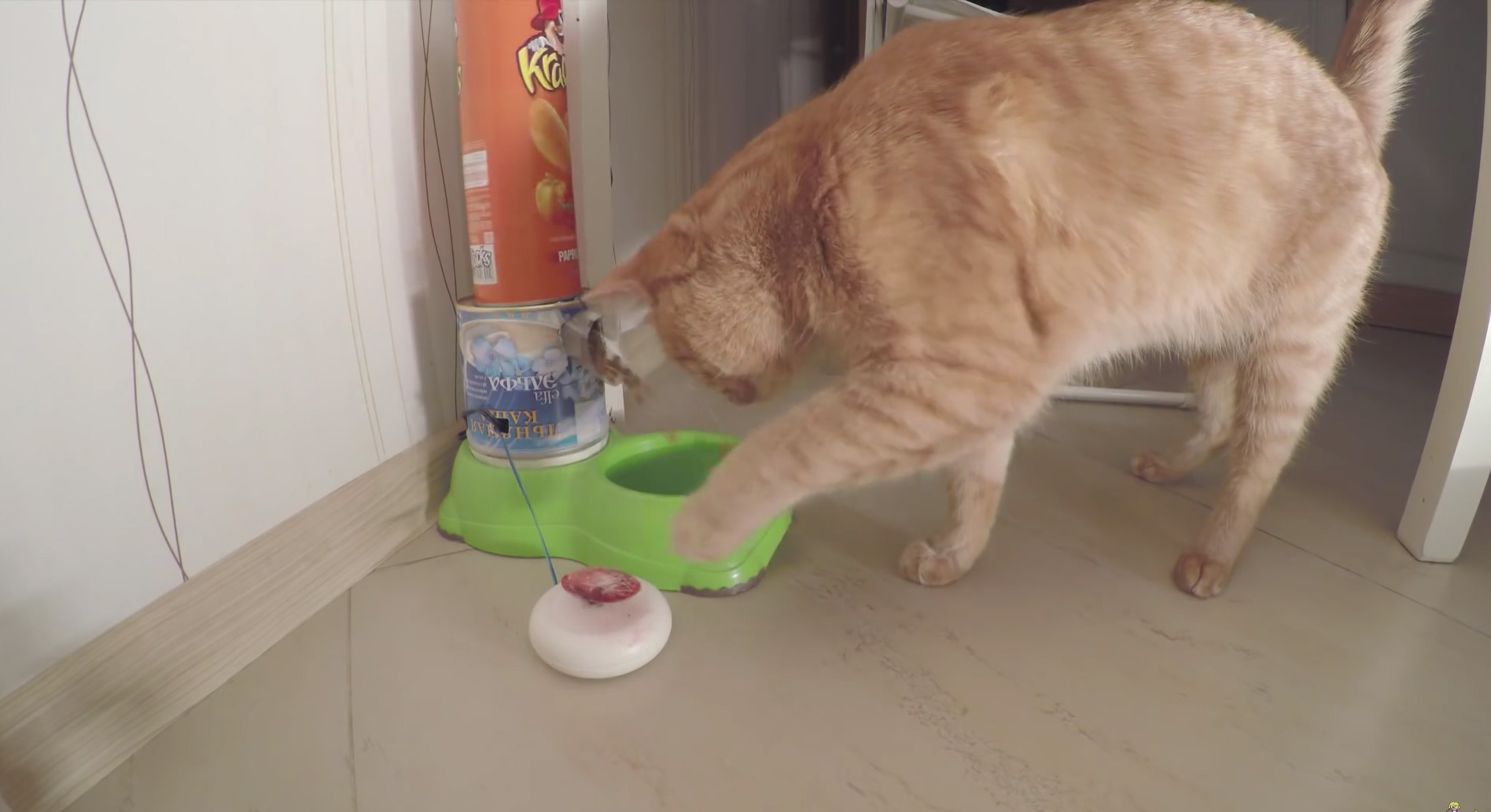 DIY : créez un distributeur de croquettes pour votre chat avec