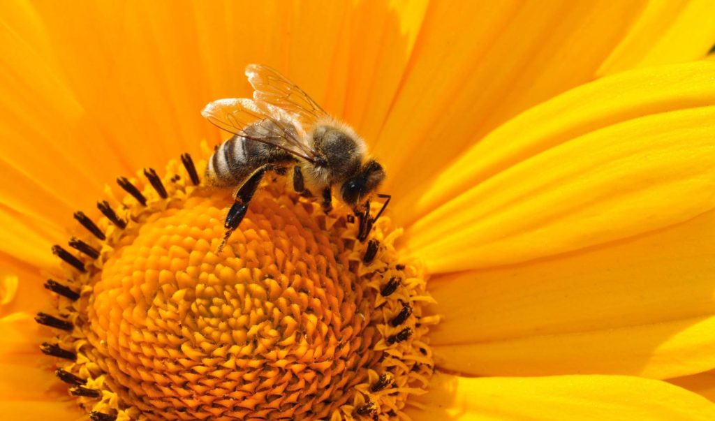 abeille fleur pollen insecte