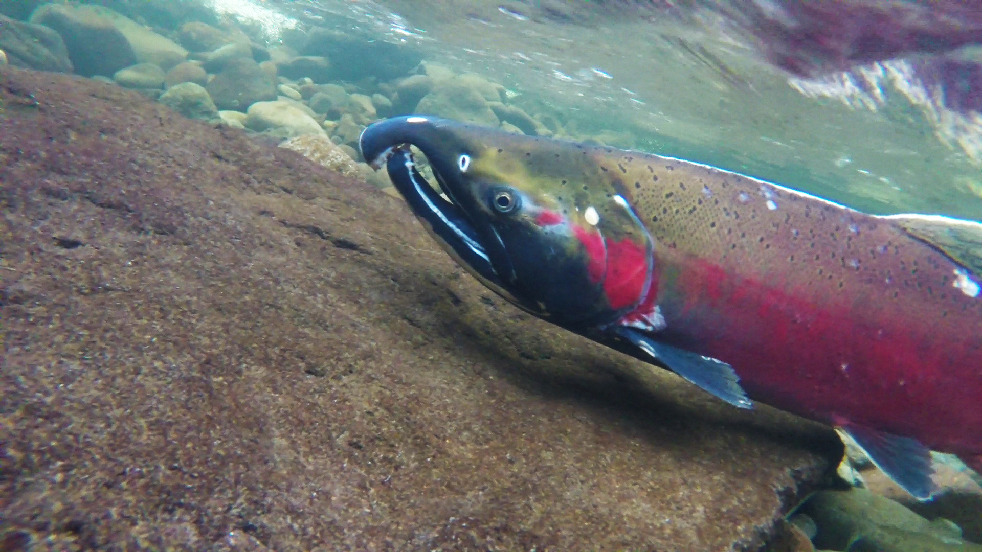 I Norge beskytter en undervannsdrone laksen mot dødelige lus