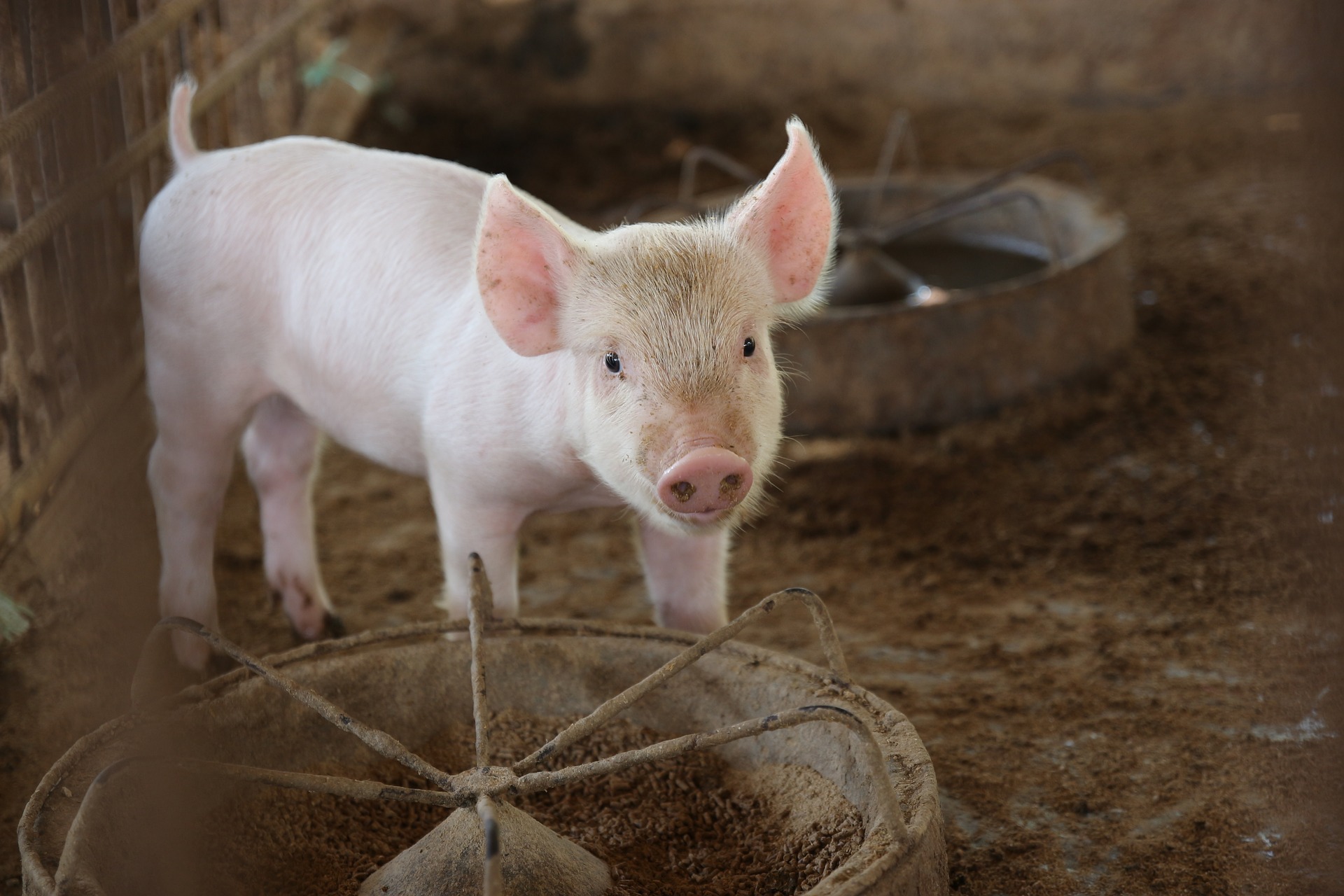 Pour La Première Fois Des Poumons Bio Artificiels Ont été Greffés Avec 