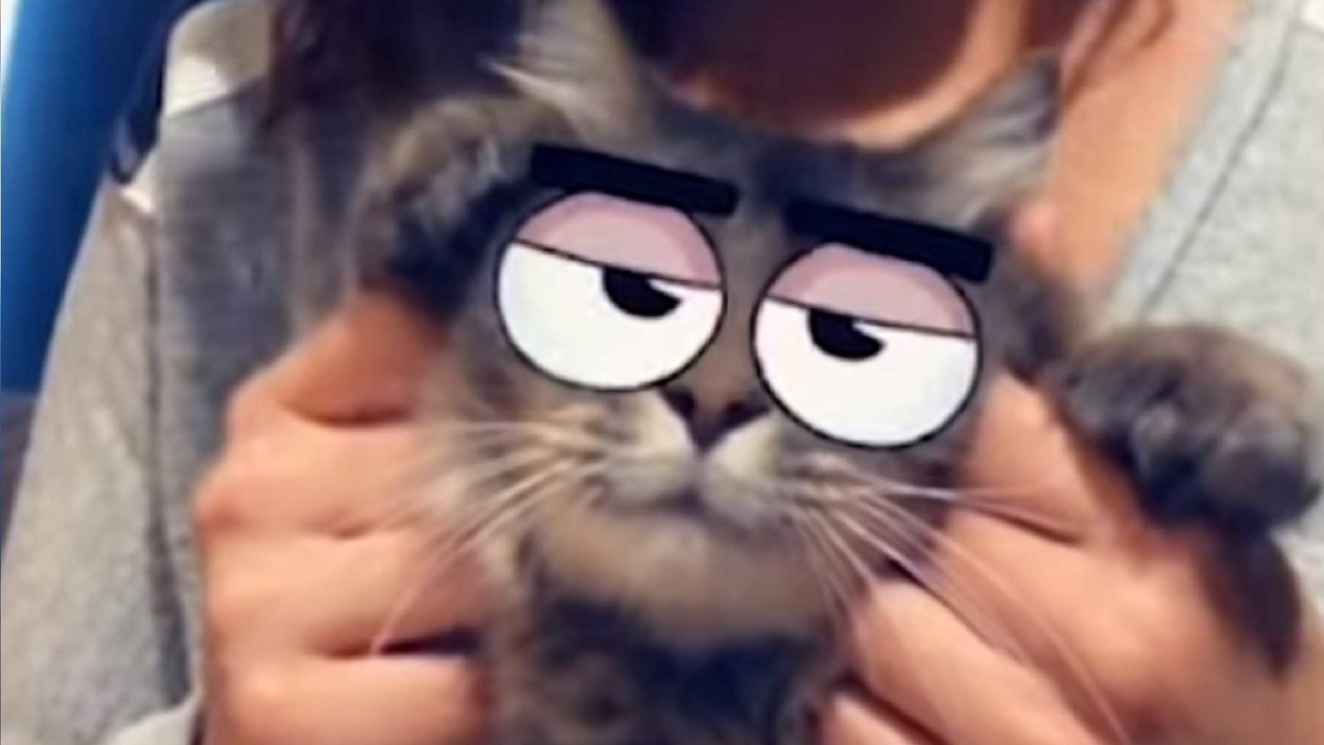 Snapchat Lance Les Filtres Pour Chats Qu On Attendait Tous Snapchat Lance Les Filtres Pour Chats Qu On Attendait Tous