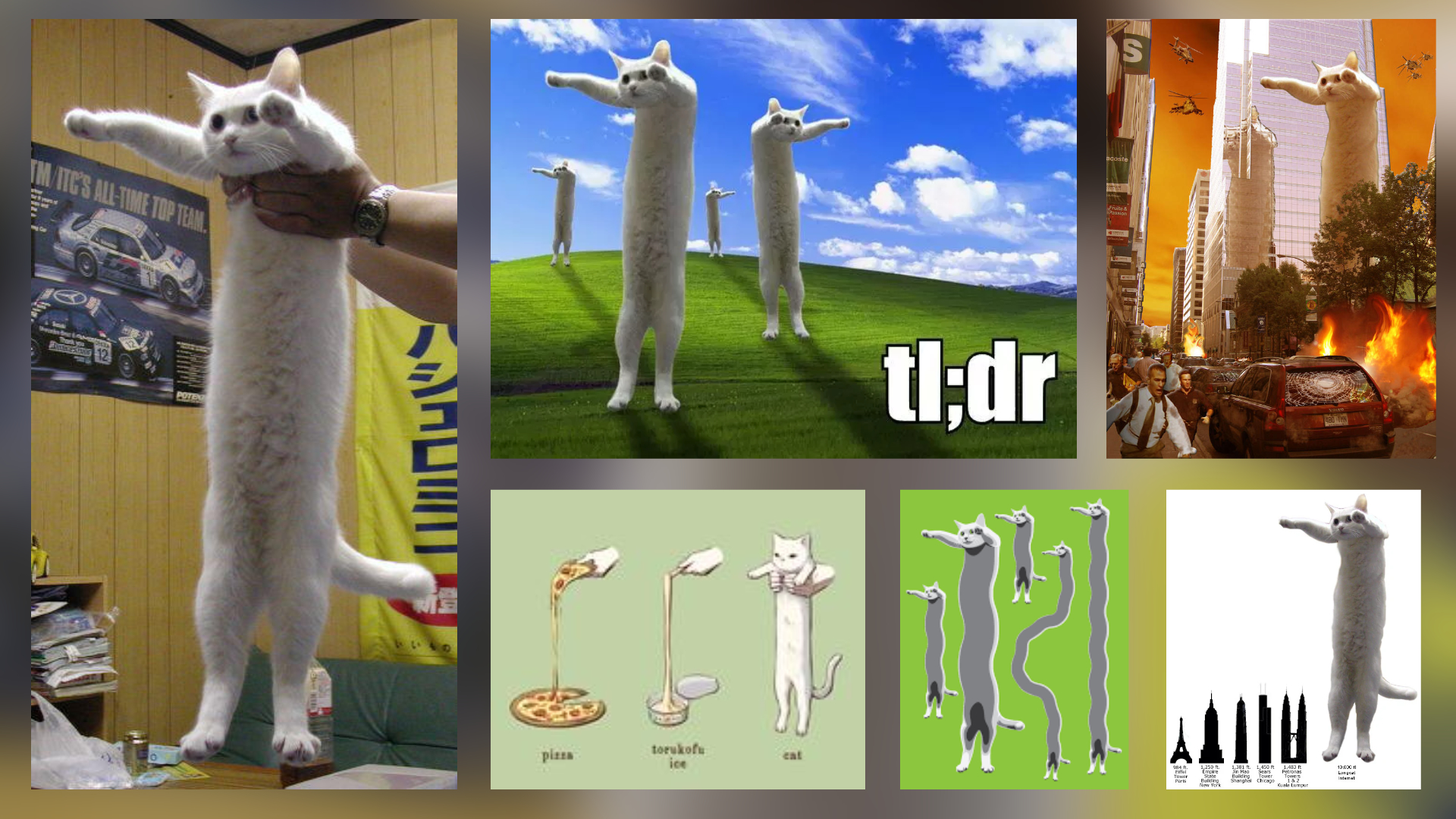 Long cat мем. Longest cat перевод. Длинный длинный кот. Longest cat перевод. Barivel the maine coon.