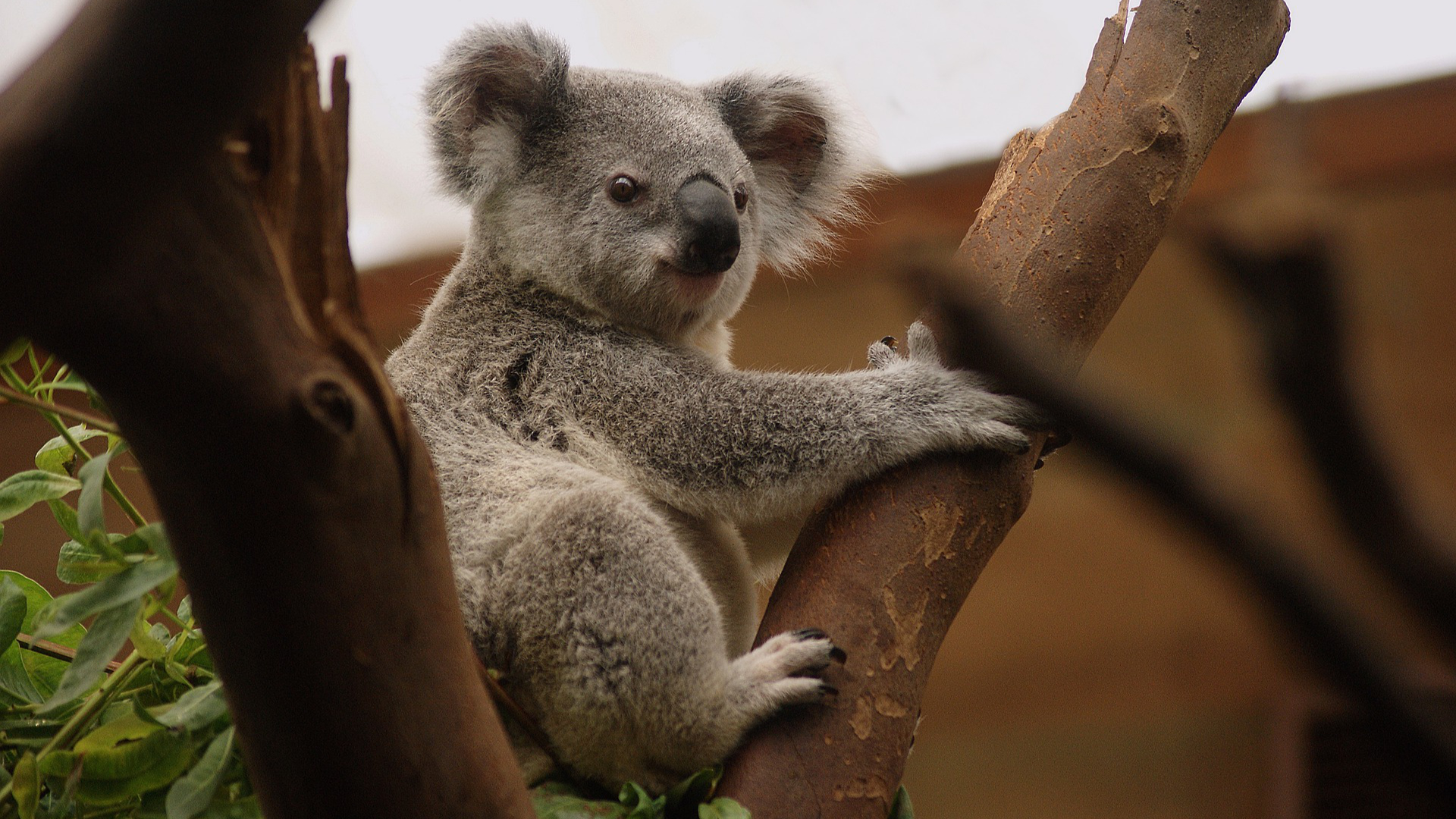 Le koala australien vit des heures bien sombres - Sciences et Avenir