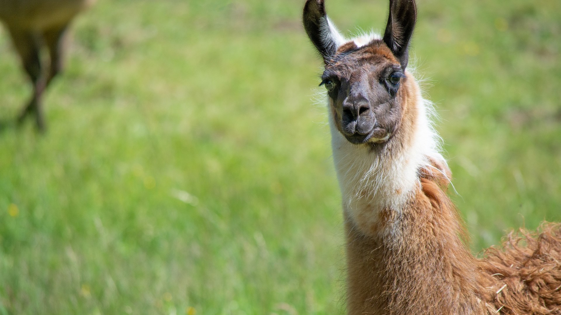 COVID-19 : Le lama à la rescousse