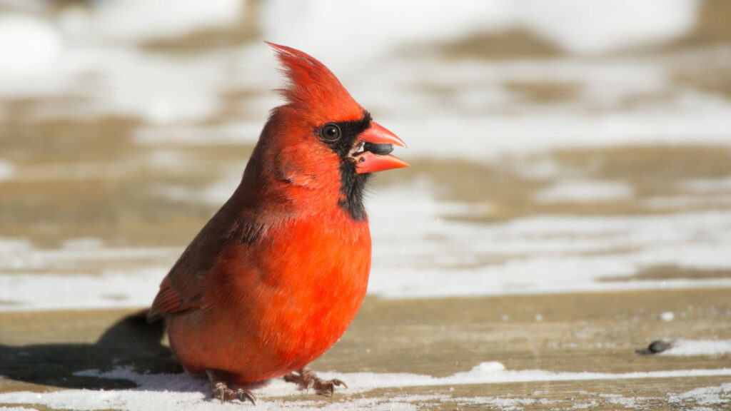 Cardinal rouge