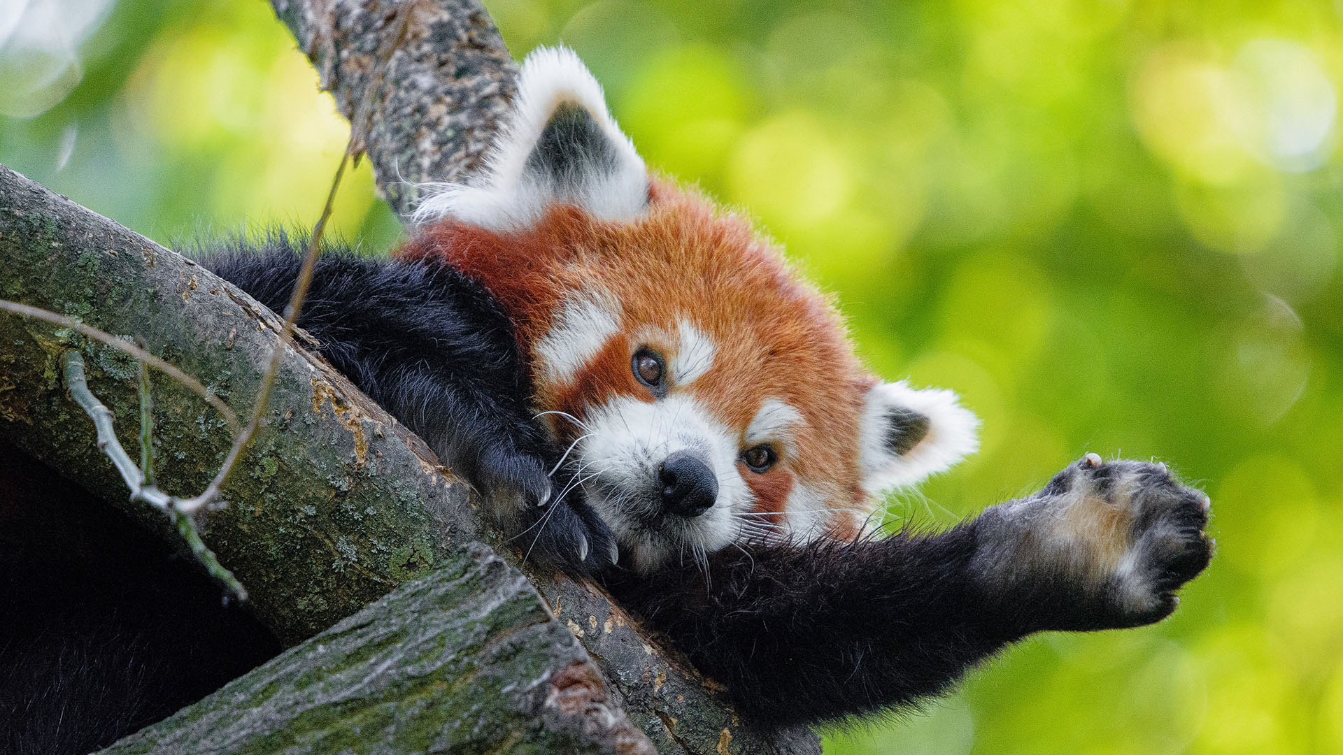 Mit Firefox 90 spart Mozilla Internetnutzern Zeit